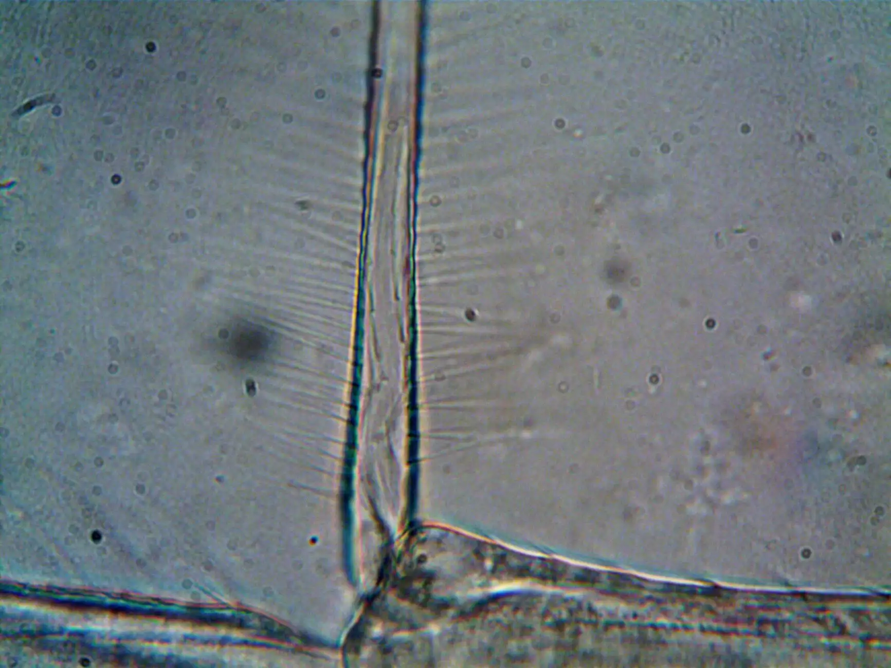 2025年螺蛳粉连锁门店标准化出餐体系搭建方案与实施要点