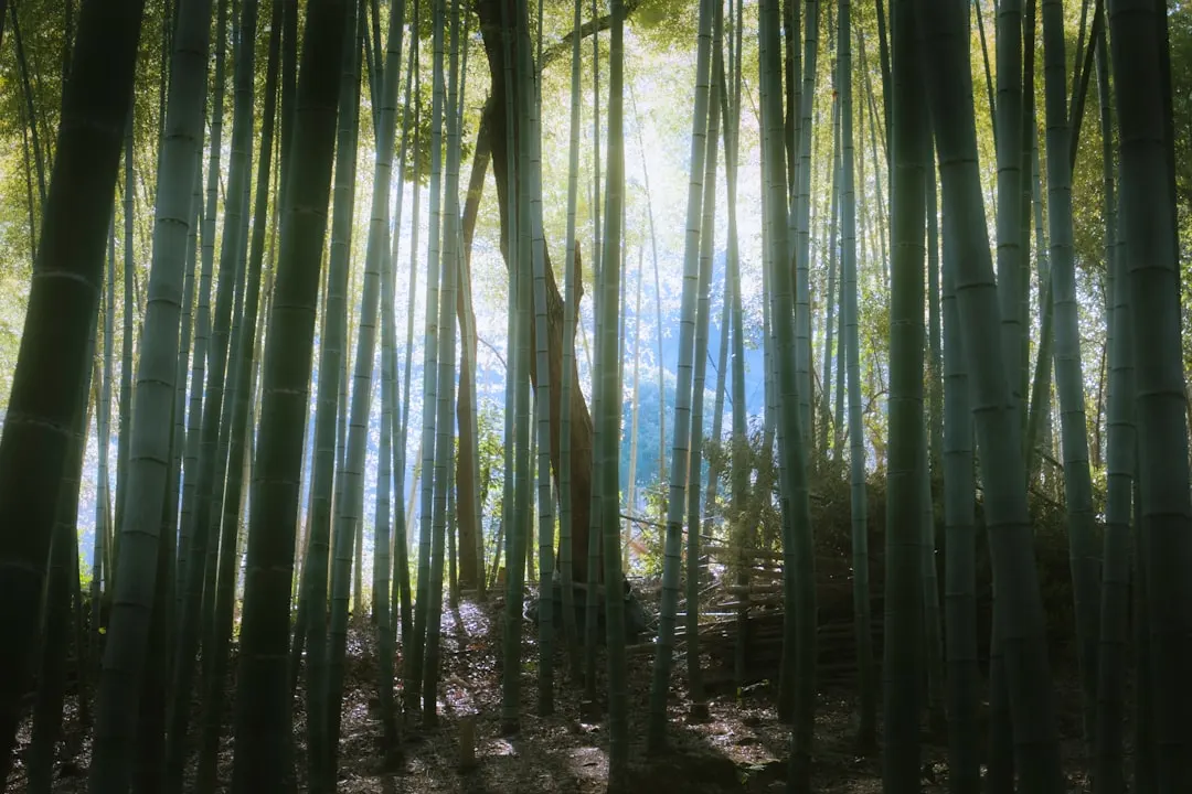 餐饮管理服务商对比：螺状元与同行托管运营模式差异